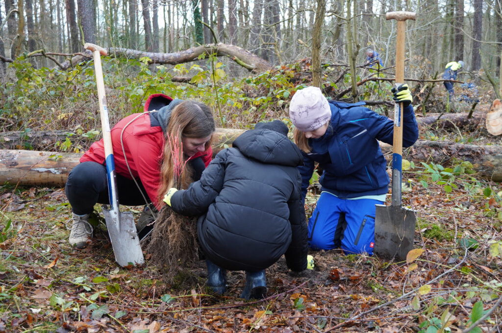 Hand in Hand brachten die MBS-Kolleginnen und Kollegen mit den Kindern die Setzlinge in den Waldboden